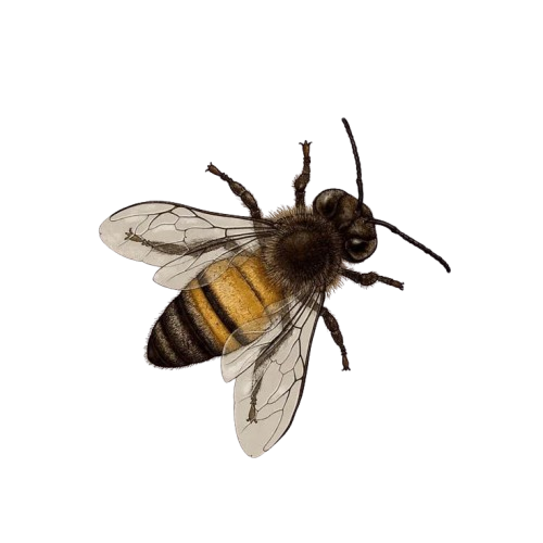 bee