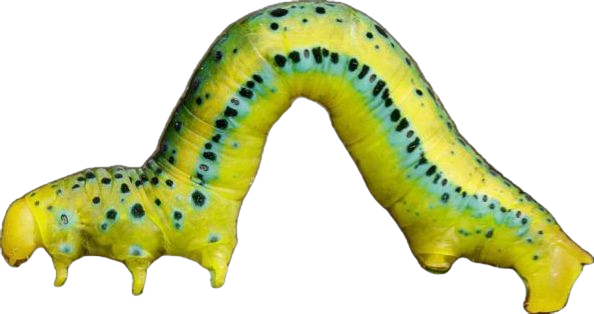 caterpiller