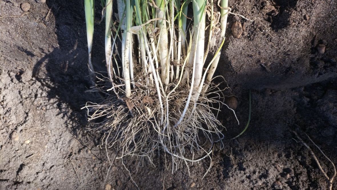 garlic