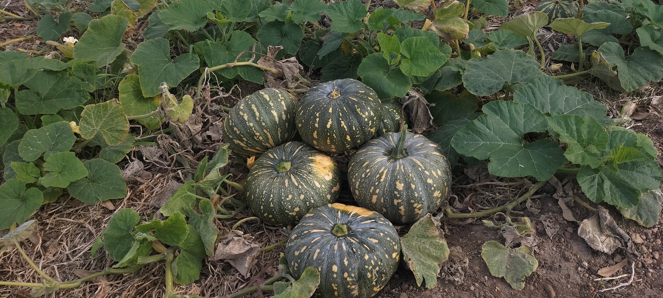 pumpkin1