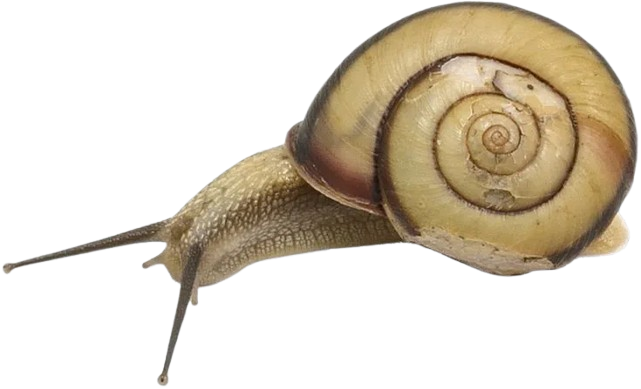 snaily
