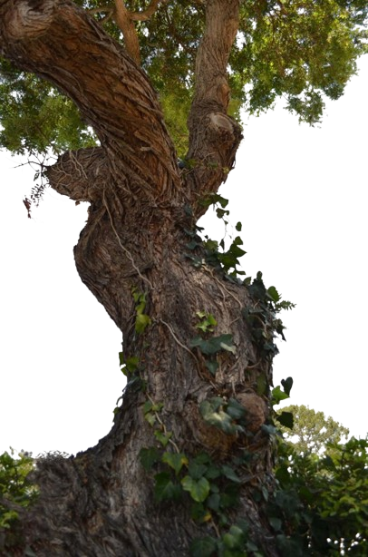 big tree 