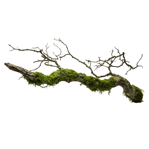 branchy