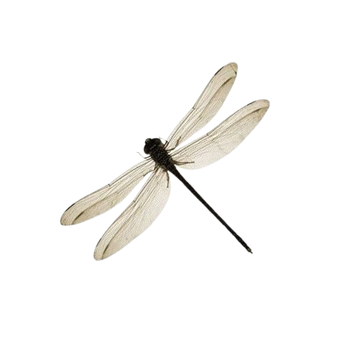 dragonfly Sticker