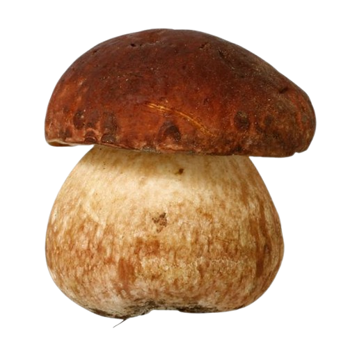 funny mushroom 