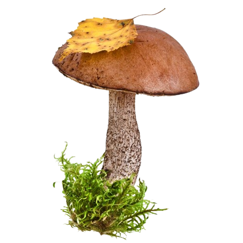 leaf mushroom 