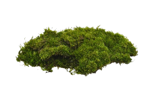 moss patch