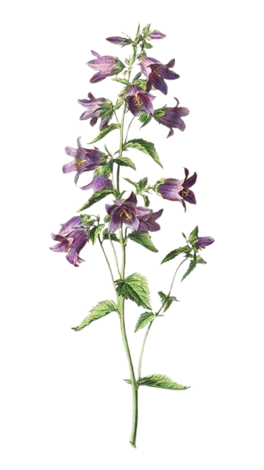 nettle Sticker