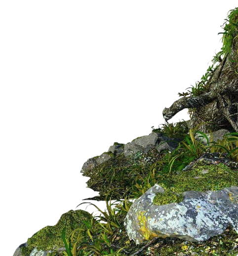 rocks